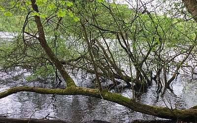 L&rsquo;Arbre qui rêve d&rsquo;être un lac (récit imaginé du futur)